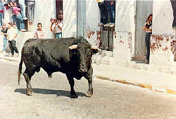 Bull gets ready to charge me