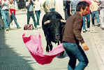 Closeup of the bull approaching