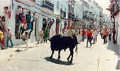 A bull heads up the street